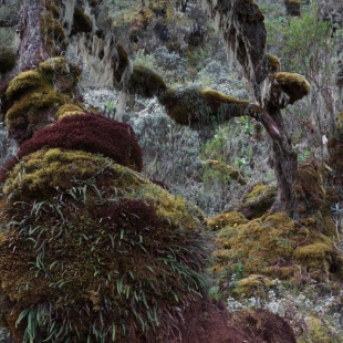 MOSSY TRUNKS